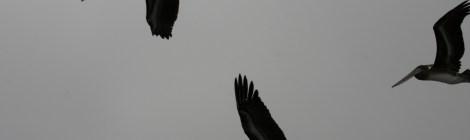 Pelícanos sobrevolando el barco