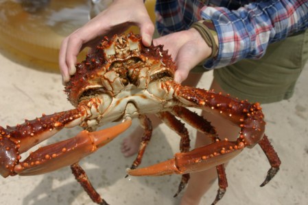 Centollo apodado "Legendario" recién pescado
