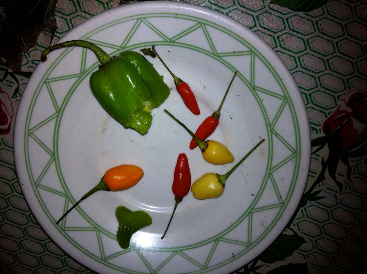 chiles mayas