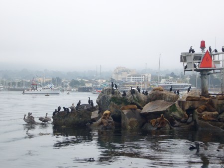 Focas y pelícanos en el muelle auguran un buen día de exploración