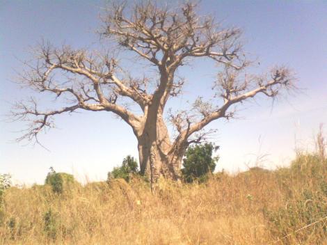 Arbol en Mbourokh.la aldea está situada muy cerca de los complejos turísticos