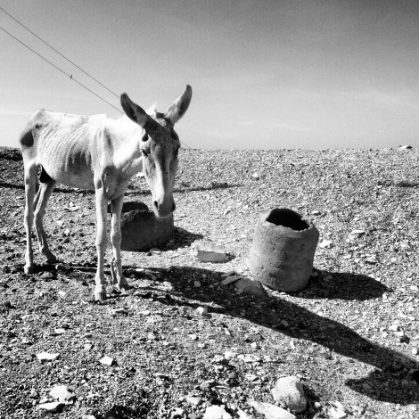 Burro en Al Gurna Luxor Egipto