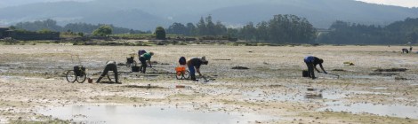 mariscadoras cambados