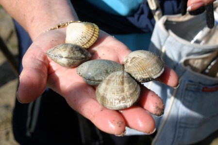 bivalvos en mano