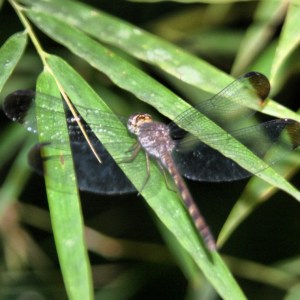 Libélula en el Parque Metropolitano de Panama Libélula en el Parque Metropolitano de Panama
