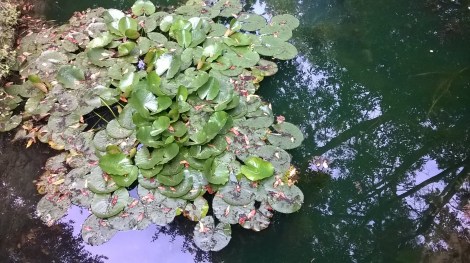 Nenúfares en el botánico de Gijón