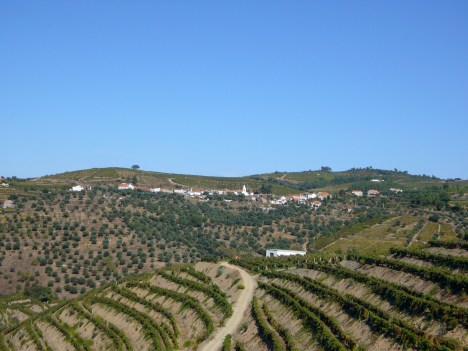 viñedos douro