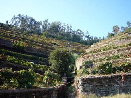 Terrazas de viñedos