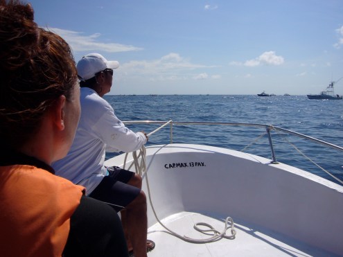 navegando en busca del tiburón ballena