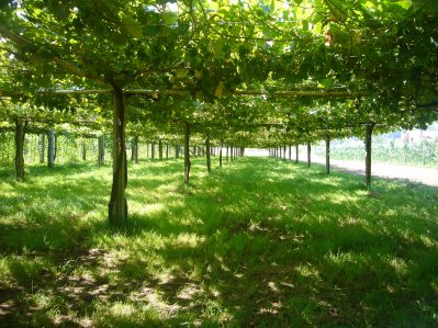 emparrado en la ruta da pedra y da auga