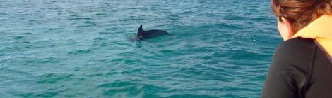 avistamiento de delfines en libertad
