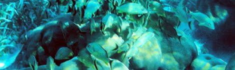 Nadar en Hol Chan es como nadar en una pecera ¡una pasada!