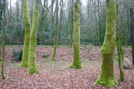 Árboles cubiertos de musgo en el Areal de Berres (A Estrada)