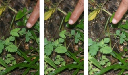 mimosa púdica en Tikal