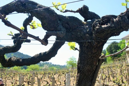 Viñas centenarias de la bodega Divino Rey